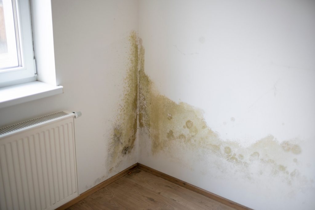 Mildew is on white interior wall
