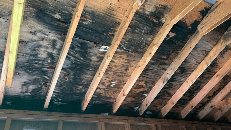 Mold on garage wooden ceiling
