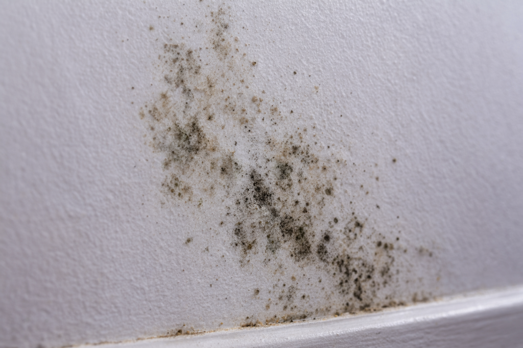 Mildew is on white interior wall